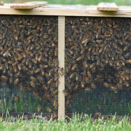 Thus begins beekeeping season